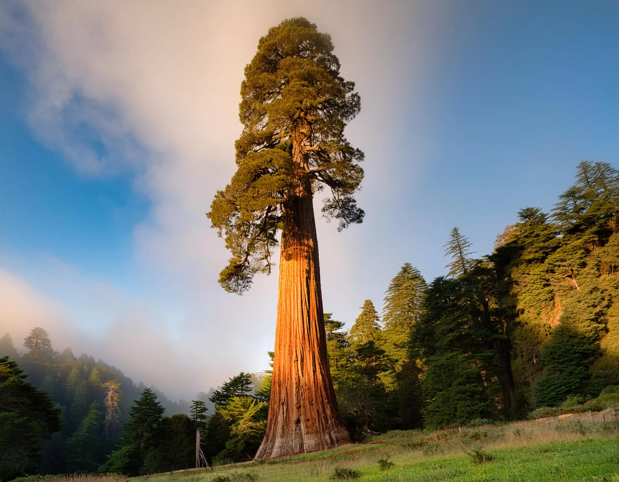 a tall, straight sequoia standing in perfect alignment and balance